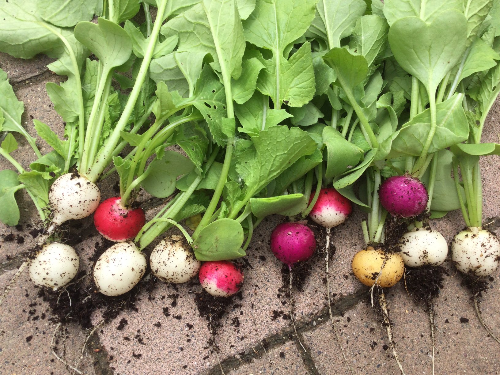 初心者おすすめ！ラディッシュ栽培レインボーラディッシュ2021年  まどからの庭ブログ