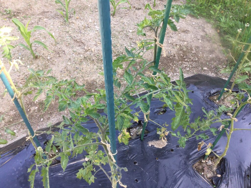 日照不足の中、成長するトマト